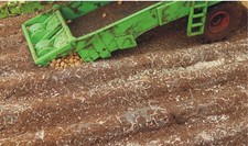 JUWEELA, 8 piante di patate