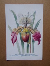§ carte ORCHIDÉE Cypripedium
