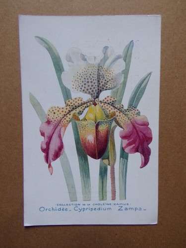 Carte orchidée cypripedium - §,