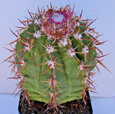 Cactus - Cactus - Melocactus