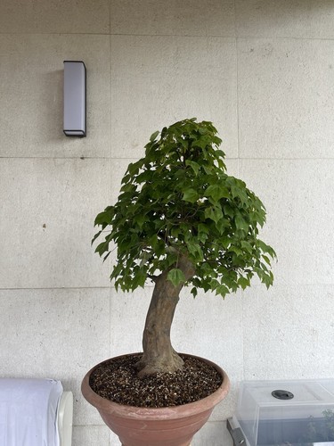 Bonsai acero tridente - di,