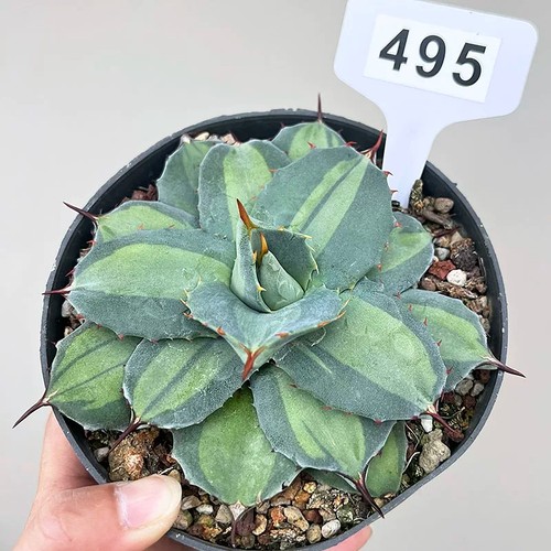 Pianta agave parryi - agave,