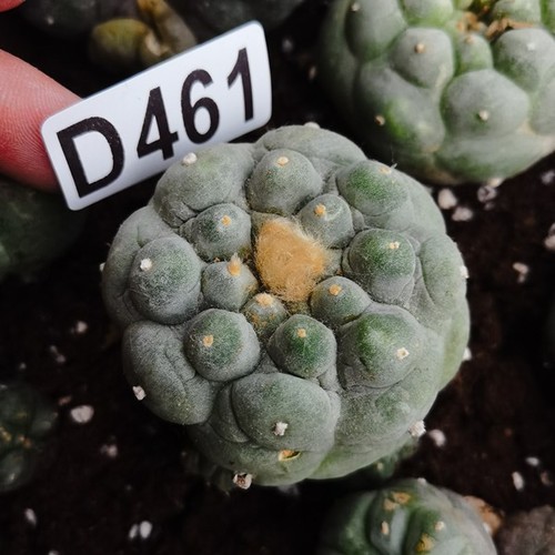 D461 una radice - radice,