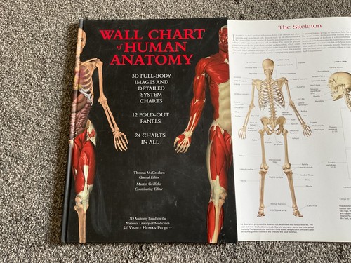 Wall chart human anatomy 3d - anatomy,