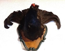 Tassidermia Gallo Forcello -