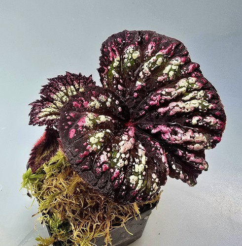 Bellissima begonia ibrida - bellissima,