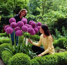 Gigante Porro (Allium Giganteum) - 30 Seme / Pacco - Cipolla Ornamentale - Hardy