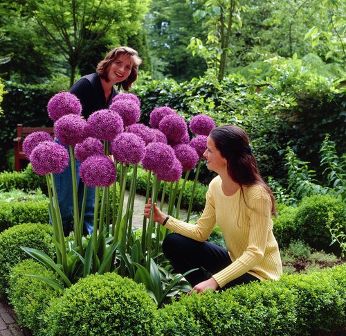 Gigante porro allium - porro, (allium