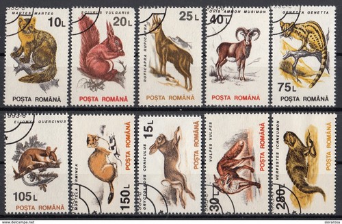 Animali mammiferi scoiattolo - animali,