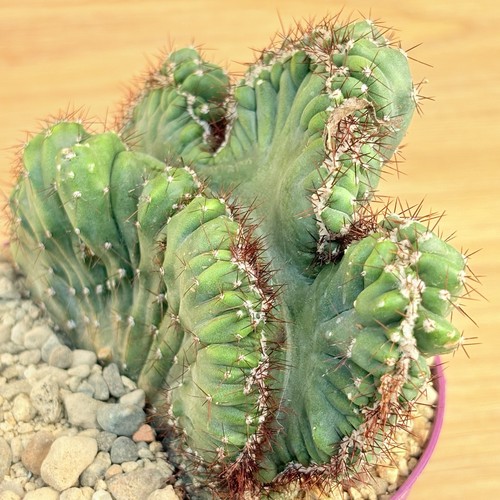 Cereus peruvianus coral f - cereus,