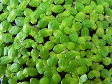 Lemna minor pianta - -,