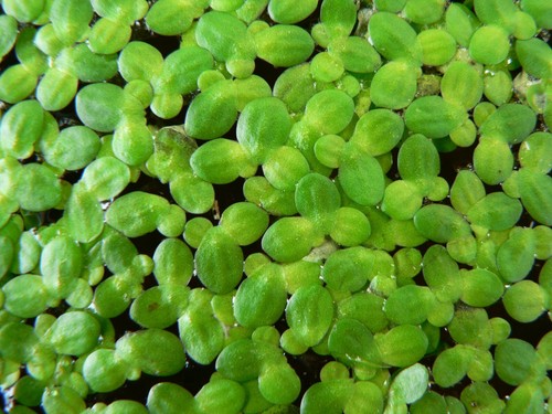 Lemna minor pianta - -,
