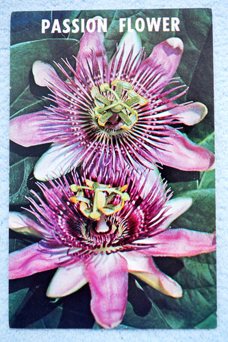 Fiore della passione - della,