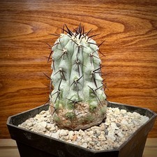 Copiapoa Cinerea COLUMNA ALBA