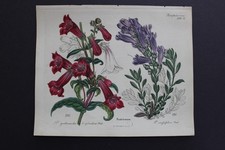 Antica botanica, Dietrich