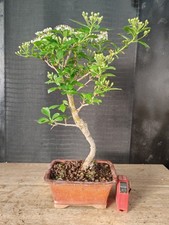 bonsai di biancospino   h 37