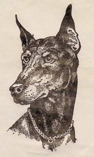 1982 NOS Doberman Pinscher