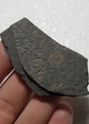 Ammoniti fossili - ammoniti,