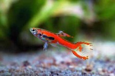 PZ.5 Endler Red Scarlet -