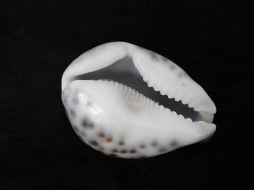 Sea shell cypraea tigris - cypraea,