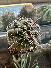 Thelocactus bicolor, 3.6 cm, H 6.9 cm, 5 cm pot, Own Roots, Not Copiapoa,