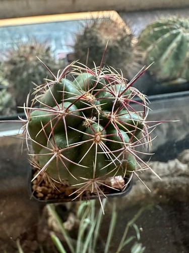 Thelocactus bicolor cm h - thelocactus, 3.6