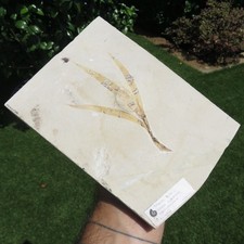 Minerali *** PIANTA FOSSILE - Cretaceo Superiore - Libano