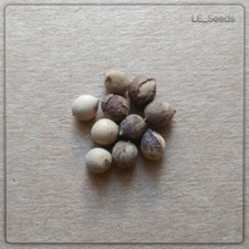 10 semi di palma Licuala spinosa (palma da raggi di mangrovia)