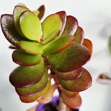 Crassula ovata minor. Jade