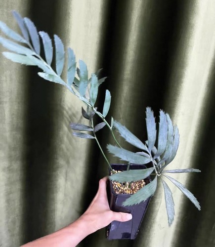 Raro encephalartos - cm,