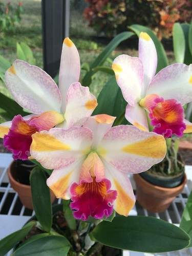 Off white cattleya orchid - off,