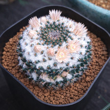 Mammillaria chinocephala seeds - mammillaria,