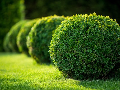 Bosso comune buxus - bosso, "buxus