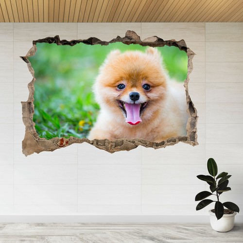 Adesivo parete pomerania - adesivo,