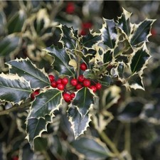 Pianta Agrifoglio Variegato -