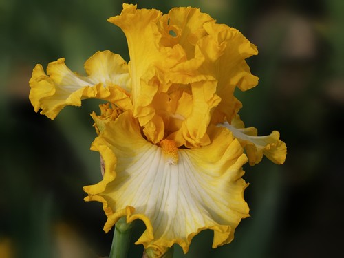 Giglio spada iris - ", carpe