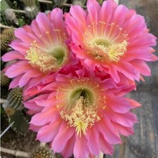 Pianta succulenta di cactus