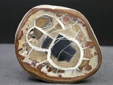 SEPTARIA - MAROC - 5,5 x 4,7 cm -  40 g