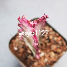 3PS Pianta di Cactus