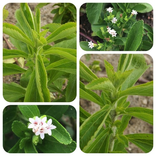 Stevia erba dolce - erba,