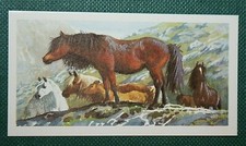 WELSH MOUNTAIN PONY   Vintage