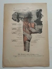 Lotto 2 Stampe Anatomiche Medico muscoli Faringe Manuale Werner Spalteholz Vinta