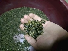 50 Semi Asparagi Selvatici Di Sardegna Asparagus Acutifolius+Piantina In Omaggio