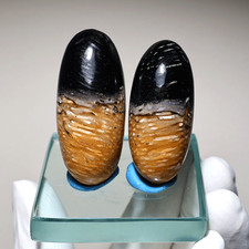 Twin Guardians — Fossil Palm