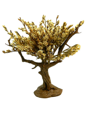 Albero ulivo chiaro - chiaro,