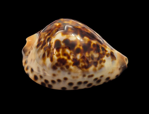 Conchiglia shell cypraea zoila - shell,