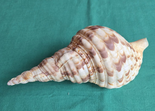 Tromba tritone charonia - di,