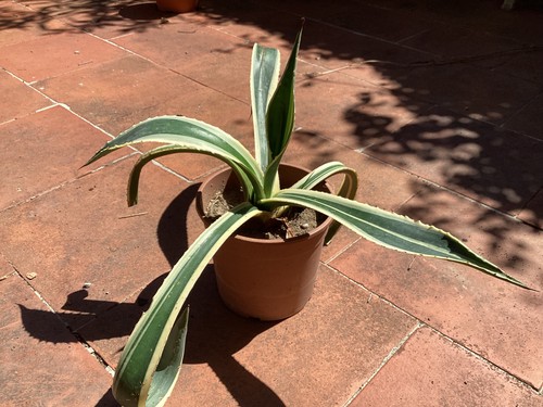Agave americana pianta - agave,