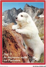 AILP8-0756 - CANE - Cane Dei