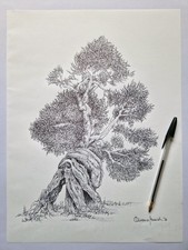 Ulivo salentino disegno con - ulivo,